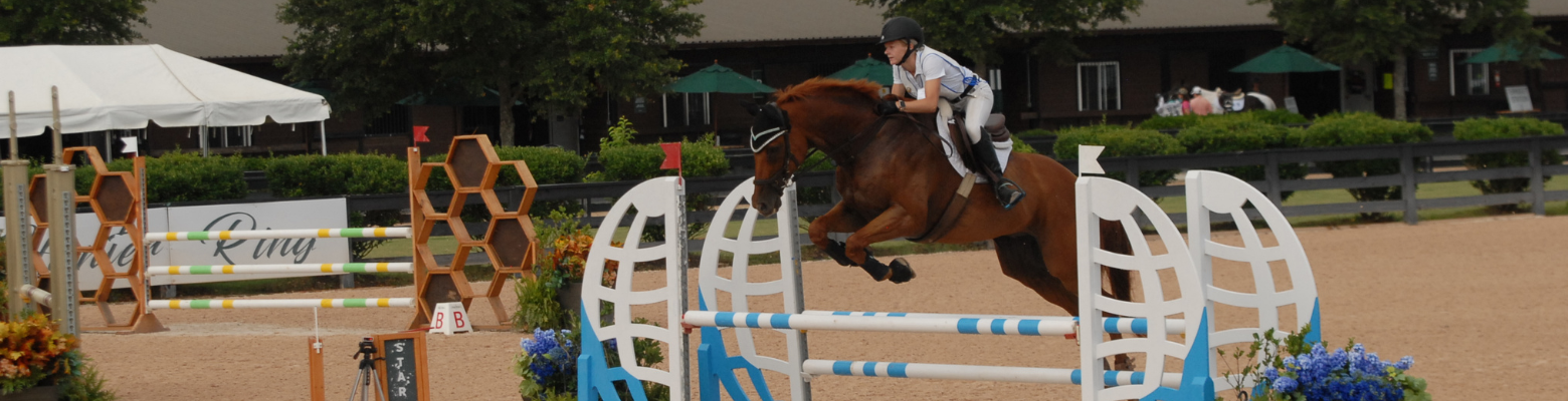 Adult member on chestnut horse jumping blue and white jump