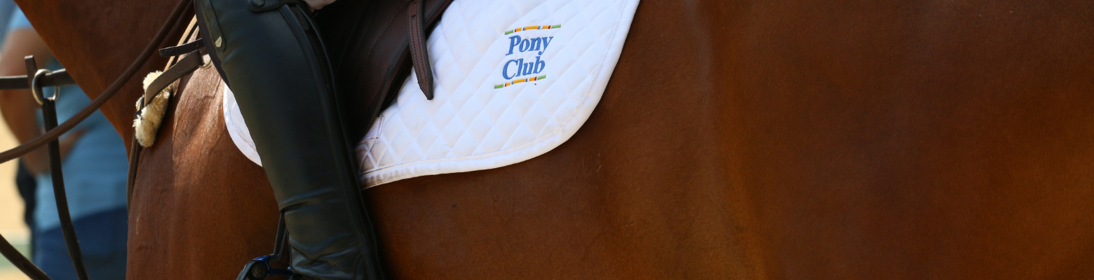 Rider's leg on bay horse with Pony Club saddle pad